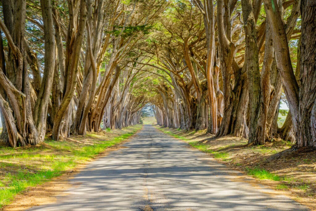 Cypress Tunnel at Point Reyes